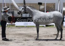 W QUERETANA LGD, DE LUIS GONZALEZ DIEZ, BRONCE EN POTRAS DE 3 A